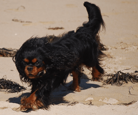 Candalan Cavalier King Charles Spaniels