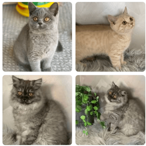 Salah British Shorthair Kittens & Cats