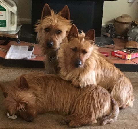 Stuart, Tilly and Attie in July 2018