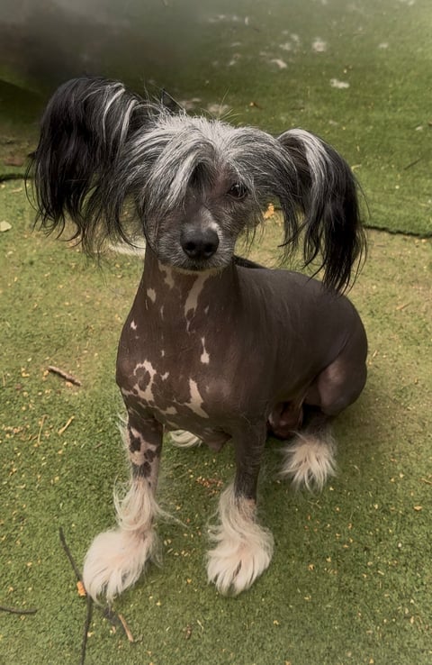 Lexi - Lenlen Chinese Crested Dogs