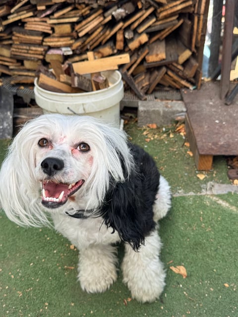 Ralphy - Lenlen Chinese Crested Dogs