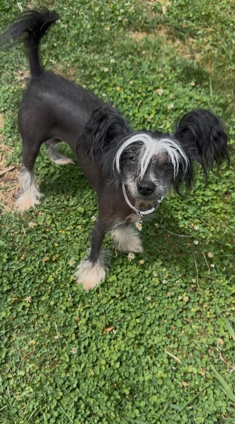 Lulu - Lenlen Chinese Crested Dogs