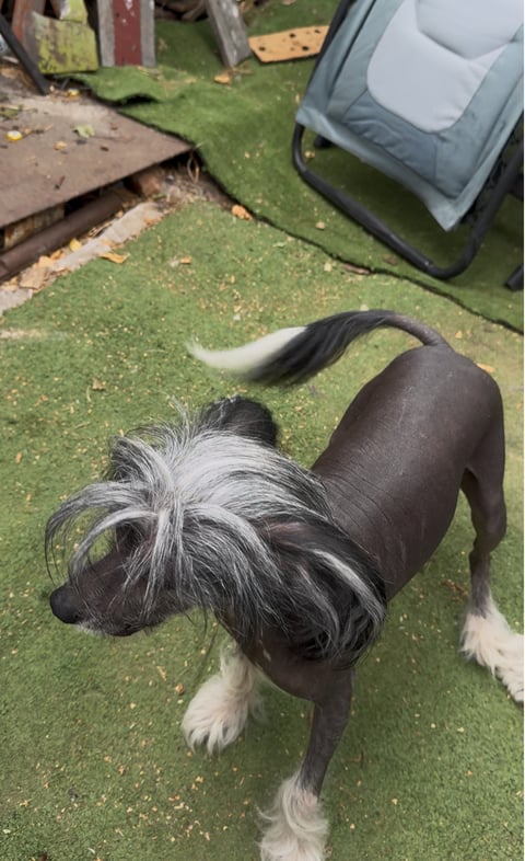 Lexi - Lenlen Chinese Crested Dogs