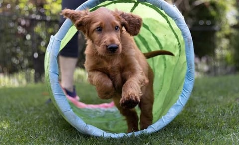 Eireannmada Irish Setters