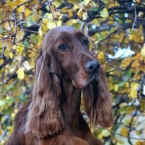 Eireannmada Irish Setters