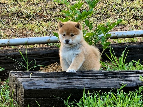Okelani Shiba Inu