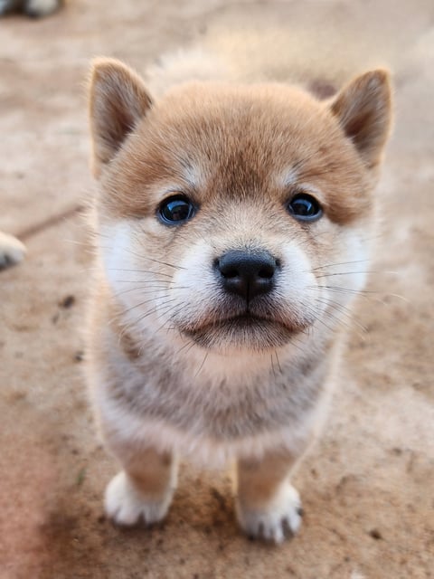 Okelani Shiba Inu Pup