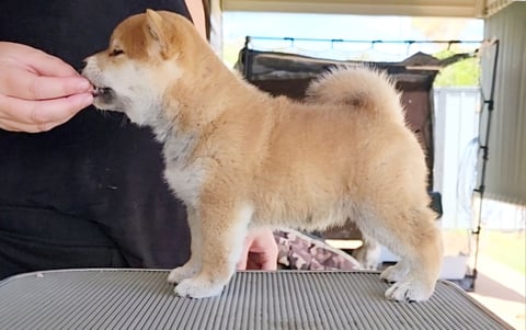 Okelani Shiba Inu Puppy