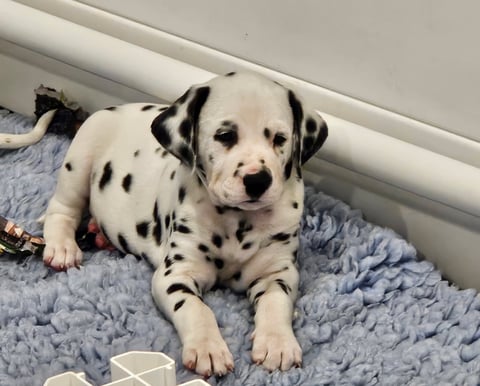 Arthur - Sprintaway Dalmatians 