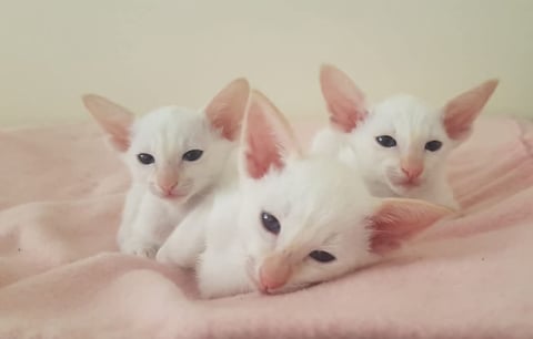 Everest Siamese Kittens