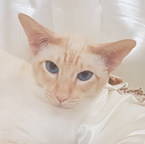 Everest Siamese Cats - Perth, WA