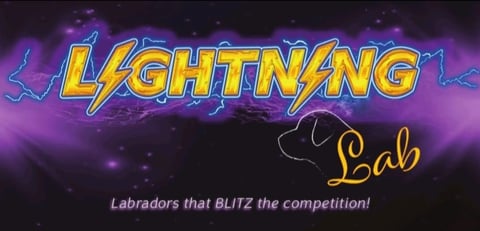 Lightninglab Labradors 