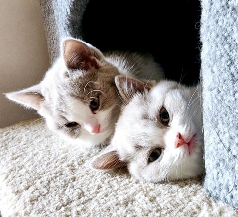 Bells British Shorthair Kittens