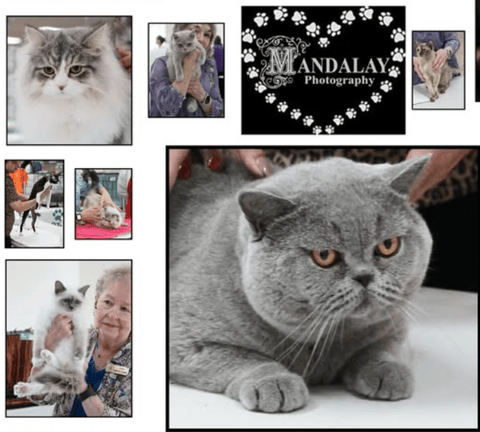 Feline Control Council Victoria 