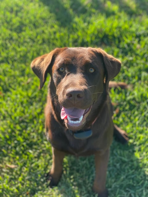 Loamhillz Labradors