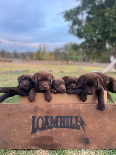 Loamhillz Labradors 