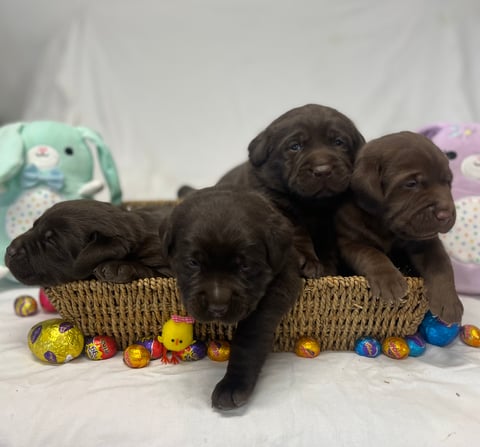Loamhillz Labrador Puppies