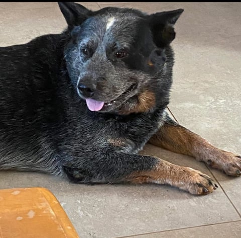 Bear - Burkesblues Australian Cattle Dogs 