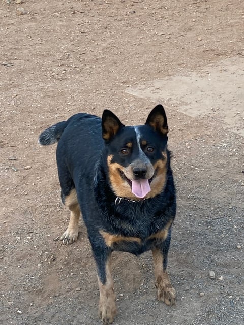 Bessie - Burkesblues Australian Cattle Dogs 
