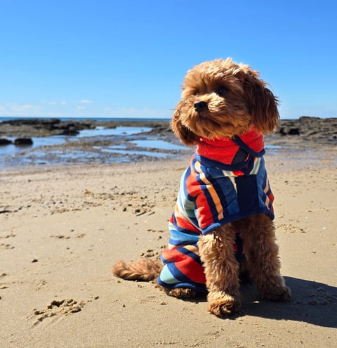 Th Ultimate Wearable Dog Towel
