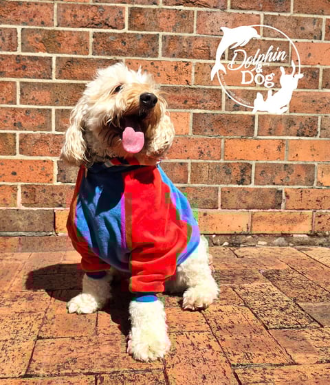 Dog Hoodie