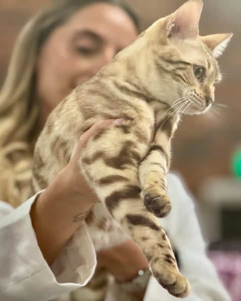 Snow Lily - Fairytail Forest Bengals