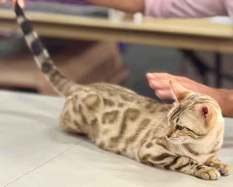 Snow Lily - Fairytail Forest Bengal Cats