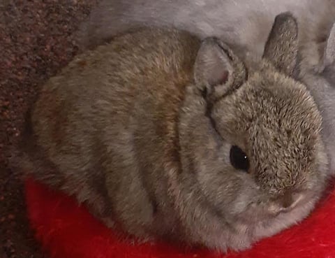 Netherland Dwarf Kitten