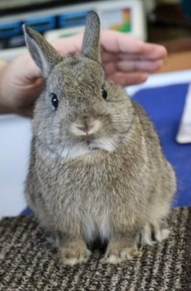 Netherland Dwarf Adult