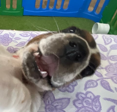 Embasse Basset Hounds