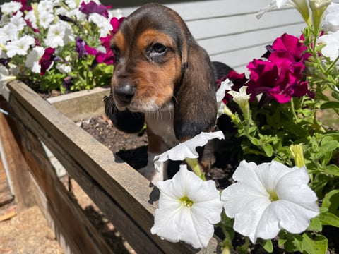 Embasse Basset Hound Pup