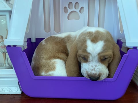 Embasse Basset Hound Puppy