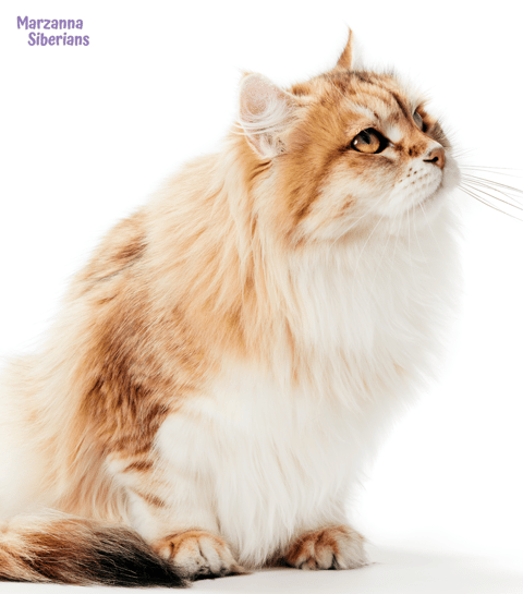 Marzanna Siberians