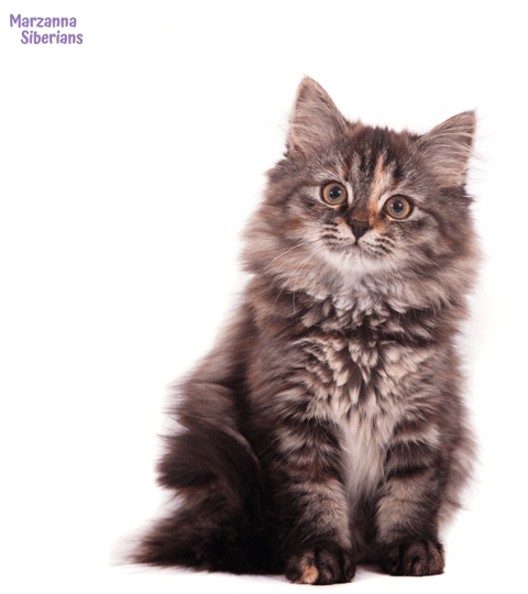 Marzanna Siberian Kitten