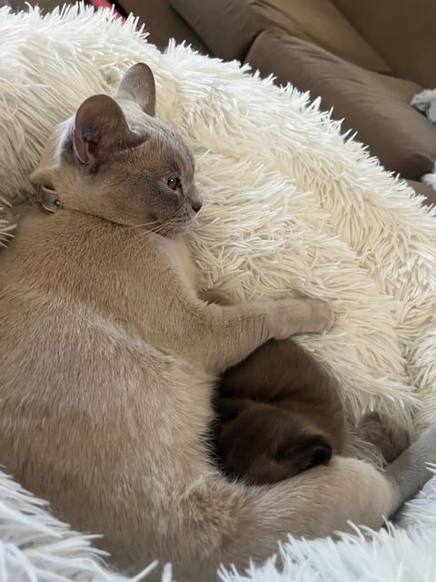 Our Queen Athena - ColinVale Burmese
