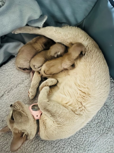 Babies - ColinVale Burmese