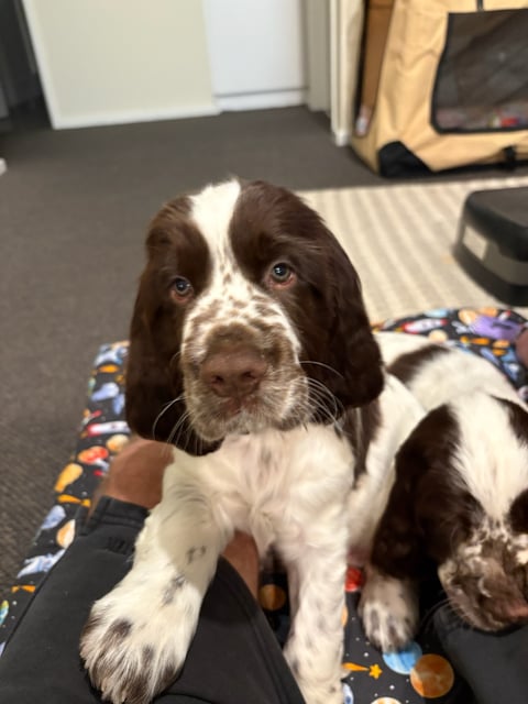 Merlin - Bayspring English Springer Spaniel Pup