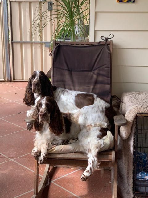 The girls. Jazz and Lola