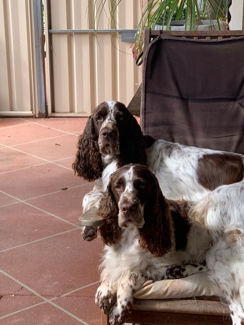 Bayspring English Springer Spaniels