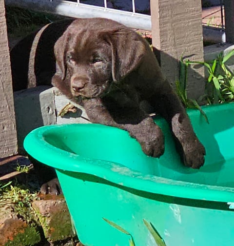 FITZMOXON LABRADOR PUP