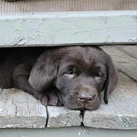 FITZMOXON LABRADOR PUPPY