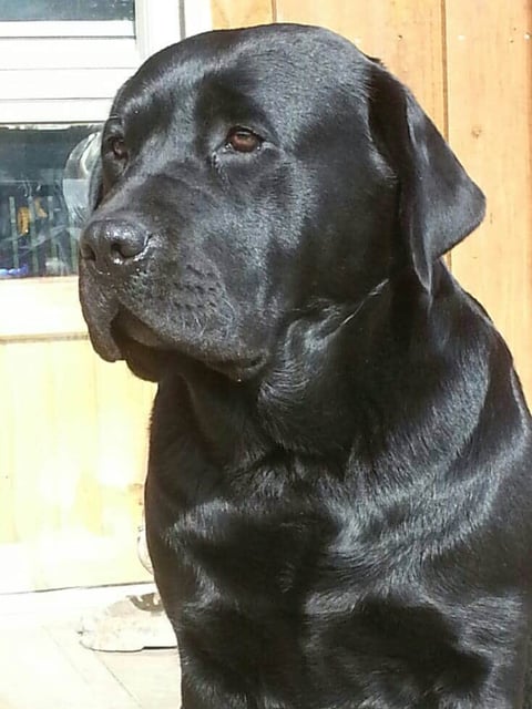 FITZMOXON LABRADORS 