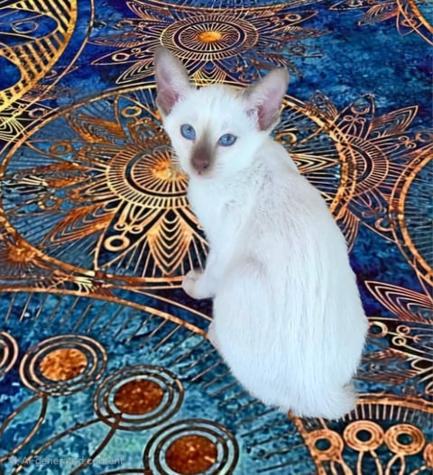 Oramor Chocolate Point Siamese Kitten