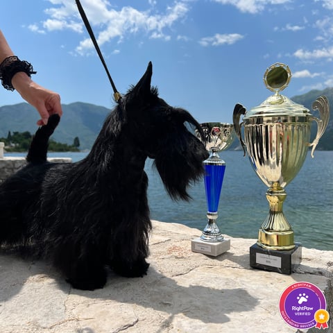 Dumbarton Scottish Terriers