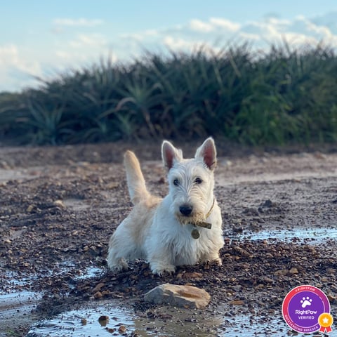 Dumbarton Scottish Terriers - VIC
