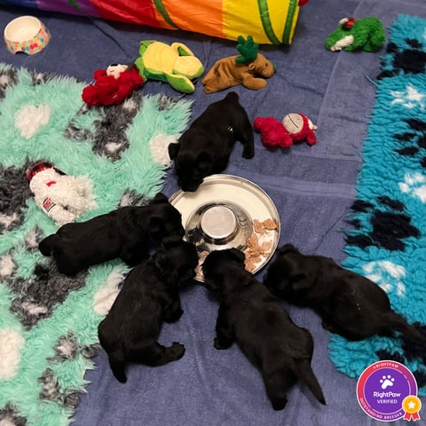 Dumbarton Scottish Terrier Puppies