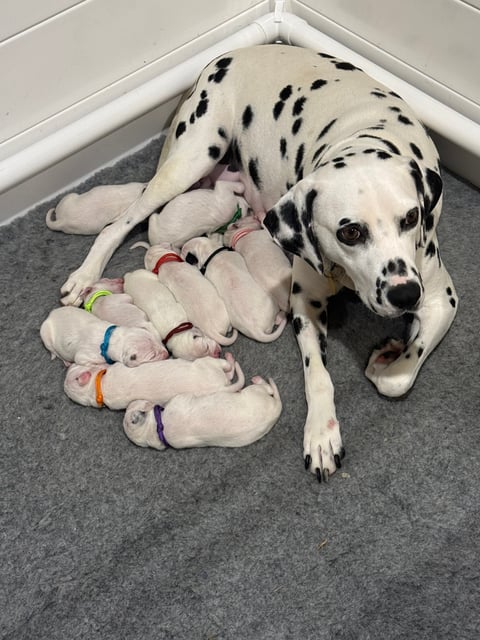 Western Dalmatian Puppies Melbourne VIC