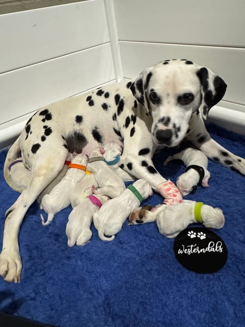 Western Dalmatians - Melbourne VIC