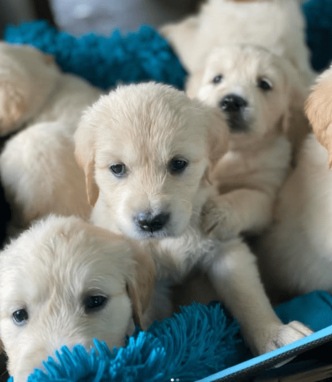Rigantean Golden Retriever Puppies
