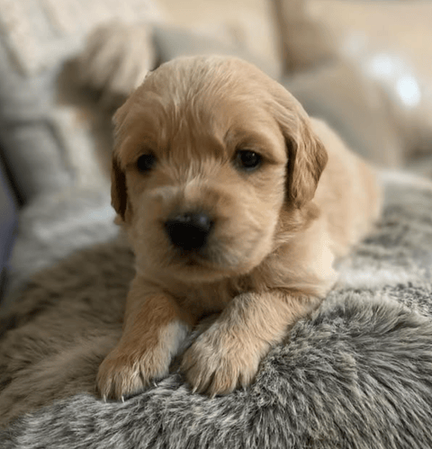 Rigantean Golden Retriever Puppy